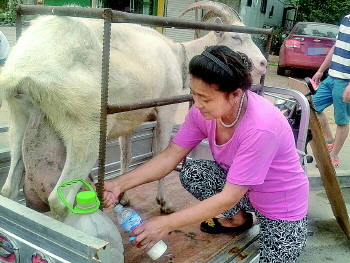 买现挤羊奶就图新鲜不掺假