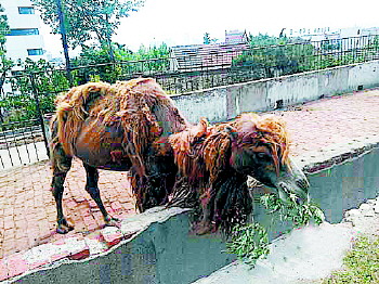 打扫狮舍饲养员被狮子咬死 - 生活日报数字报刊