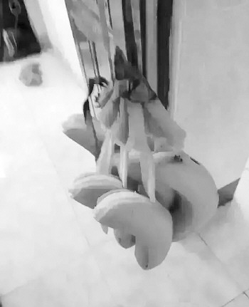 刚买回来的香蕉,老板说挂起来坏得慢,还没等我