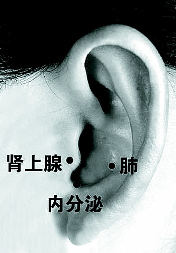 内分泌穴,定位于耳甲腔底部,屏间切迹内;肾上腺穴,定位于耳屏游离缘