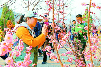 阳春三月,红叶谷景区举办大型植树活动