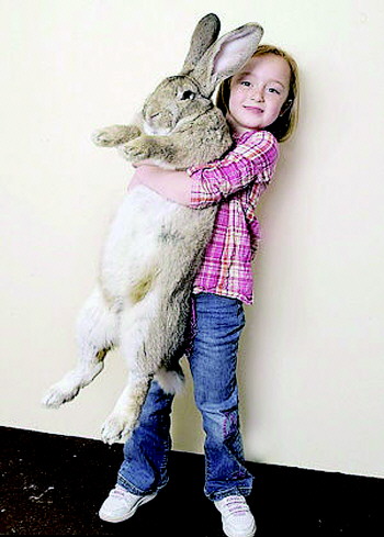 巨兔到底能有多大?